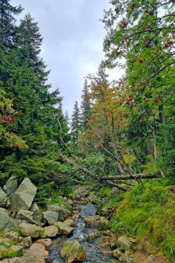 Ormanda küçük bir dere ve kaya manzarası