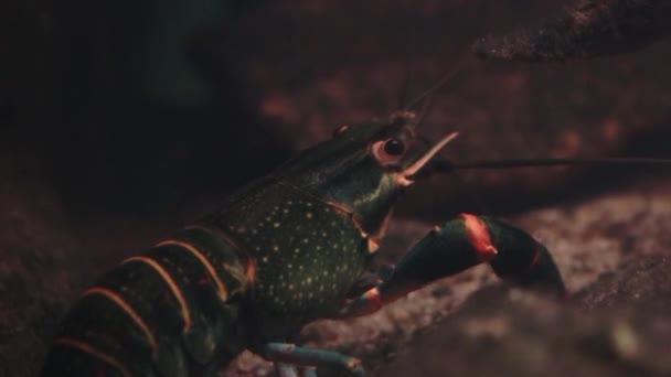 Close Pada Crayfish Cakar Merah Besar Fotografi Bawah Air — Stok Video