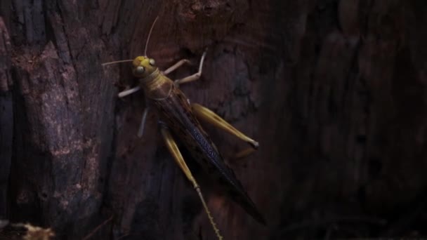 Närbild Gräshoppor Stor Gräshoppa — Stockvideo