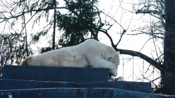Close Polar Bear Wildlife Big Predator — Vídeos de Stock