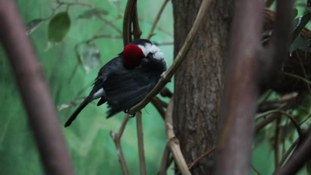 Black Throated Cardinal Bunting Sits Tree Branch — Vídeo de stock