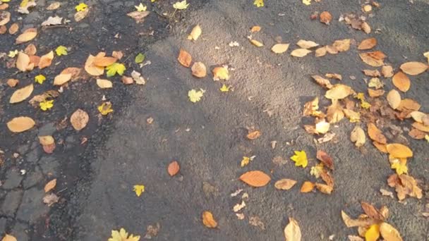 View Ground Yellow Fallen Leaves Autumn Park — Video