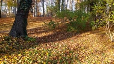 Kuru sarı yapraklar bir parkta ya da ormanda yere düşer. Sonbaharın güneşli arkaplanı