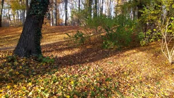 Сухие Желтые Листья Падают Землю Парке Лесу Солнечный Фон Осени — стоковое видео