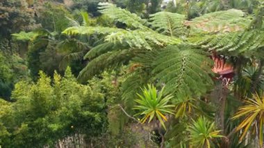 Parktaki yeşil palmiye ağaçlarının en üst görüntüsü. Adadaki tropik bahçe