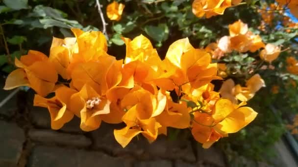 Çiçek Açan Sarı Bir Begonvilin Yakın Çekimi Doğa Arkaplanı — Stok video