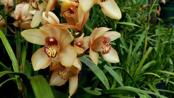 Närbild Blommande Gul Orkidé Park Eller Trädgård Populär Krukväxt Orkidén — Stockvideo