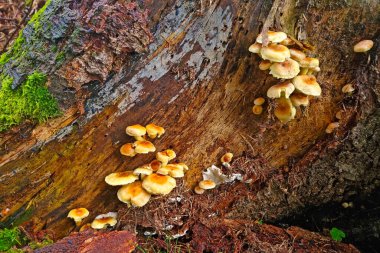 On the old log of the tree grow mushrooms in the forest