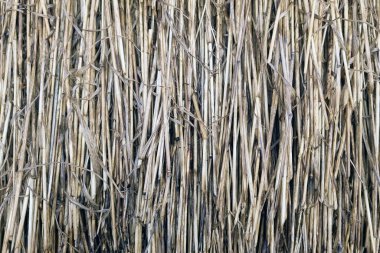 Close-up of the texture of dry straw. Background