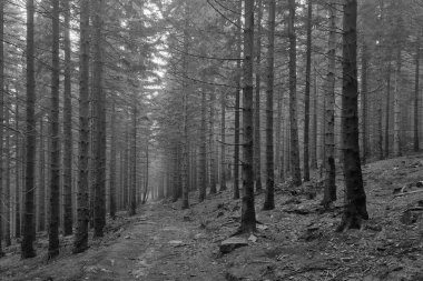 Black and white photo. Misty mystical forest. The background of the trees