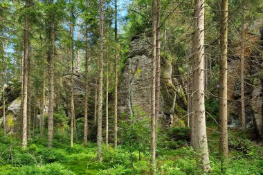 Beautiful green trees in a young forest. The background of nature
