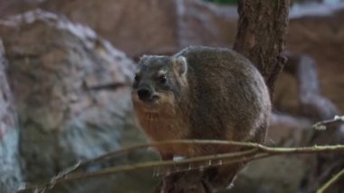 Close-up on a Cape hyrax. Rocky hyraxes are a genus of placental mammals from the hyrax family