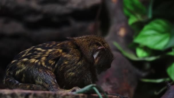 Close Pygmy Marmoset Wild Animals — Stok video