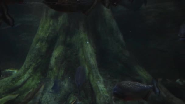Underwater Footage Floating Flock Piranhas — Stock video