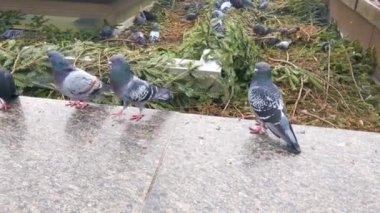 Close-up on beautiful urban pigeons. City birds