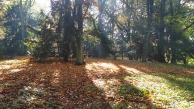 Bright sunbeams fall in the park or forest through the leaves of the trees