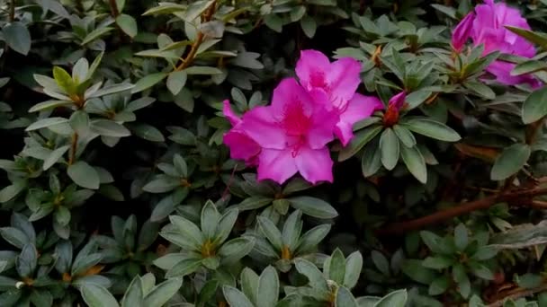 Närbild Blommande Azalea Parken Våren — Stockvideo