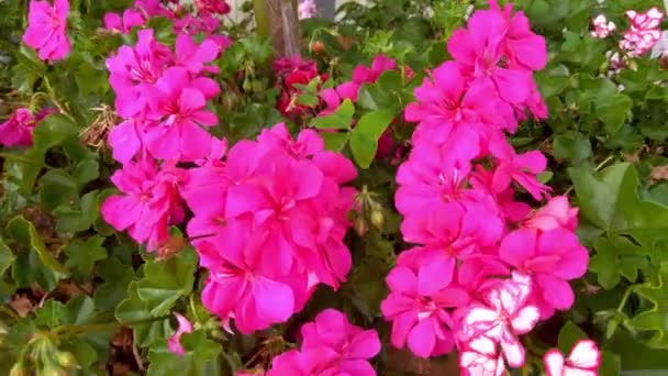 Крупним Планом Квітучому Пеларгонії Парку — стокове відео