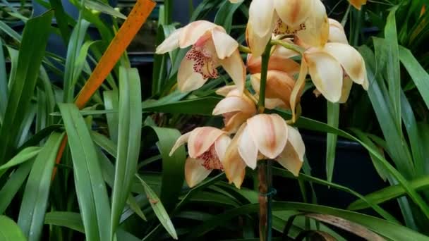 Крупный План Цветущей Желтой Орхидеи Парке Саду Популярный Домашний Цветок — стоковое видео