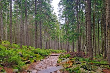Beautiful green forest with a hiking trail. Hiking in the mountains