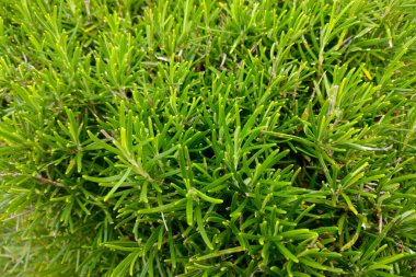 Close-up of the green branches of juniper. The background of nature