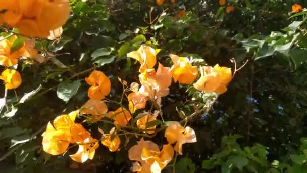 Close Blooming Bougainvillea Peruviana Garden Spring — Wideo stockowe