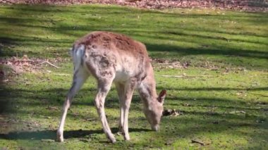 The deer walks in the forest through the clearing and eats green grass. Wild nature. natural habitat. Wild deer