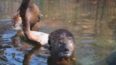 Nutria washes herself in water. The otter swims in the water