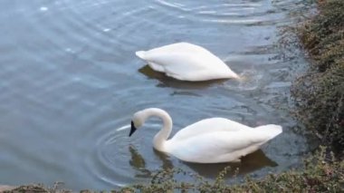 White beautiful swans lower their heads into the water. Birds are looking for food