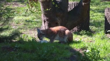 Close-up on a lynx in the wild. The lynx has successfully hunted and is eating its prey