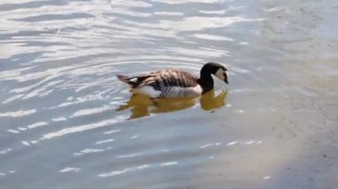 A beautiful black-and-white wild duck swims in the pond