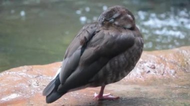 A wild duck stands on the bank of water on one leg with closed eyes
