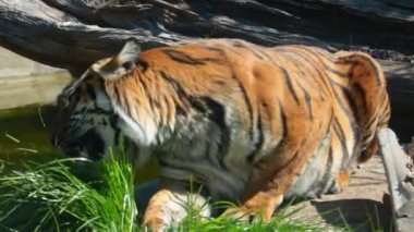 Close-up on a tiger eating grass. Predatory cat in the wild habitat. Vitamin rezhit tiger, wild cat