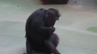 Close-up of a monkey cleaning its fur from fleas. Hair care