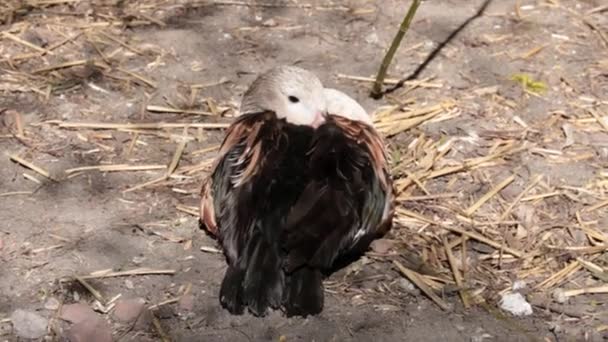 Wild Duck Sits Ground Basks Sun Duck Put Its Beak — 비디오
