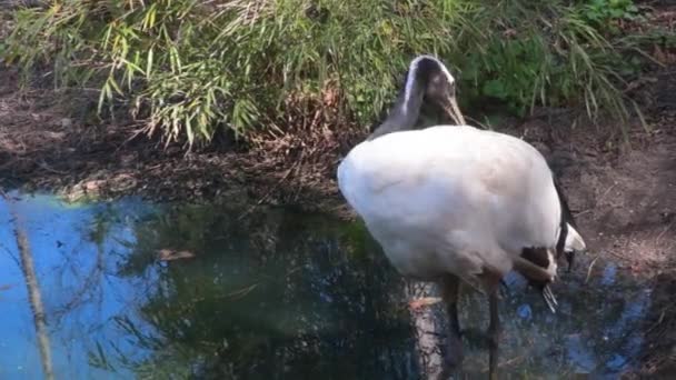 Close Common Crane Water Crane Cleans Its Feathers — Wideo stockowe