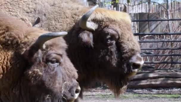 Close Bison Steam Comes Bisons Nostrils — Stok Video