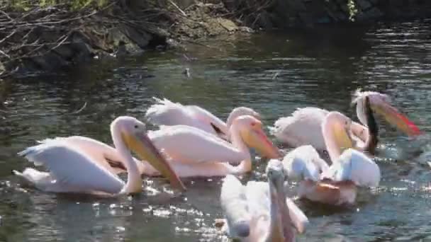 Flock Pelicans Swims Pond Pink Pelicans Lower Beaks Water — Stockvideo