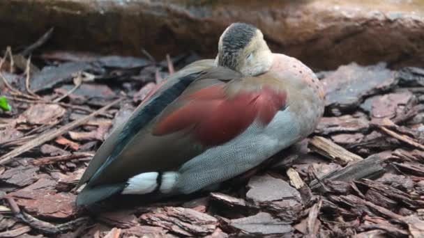 Duck Sits Shore Bird Opens Closes Its Eyes Beak Duck — Stok video