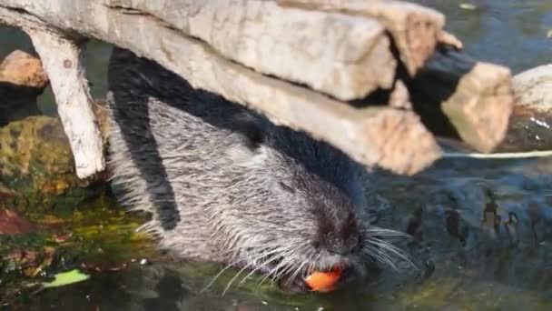 Close Otter Water Nutria Eats Vegetables Wild Nature Nutria Big — Video Stock