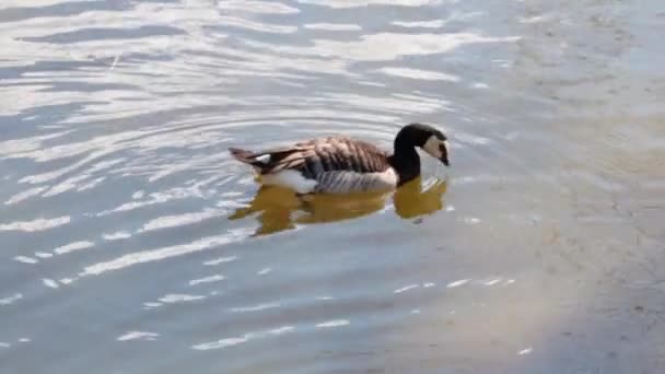 Beautiful Black White Wild Duck Swims Pond — Video Stock