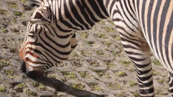 Close Beautiful Zebra Eating Young Grass — Stockvideo