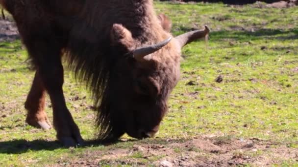 Close Bison Eats Grass Zubr European Bison Species Animal Genus — Wideo stockowe