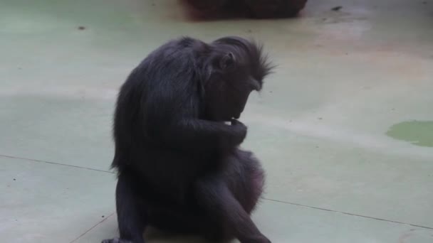Close Monkey Cleaning Its Fur Fleas Hair Care — Stockvideo