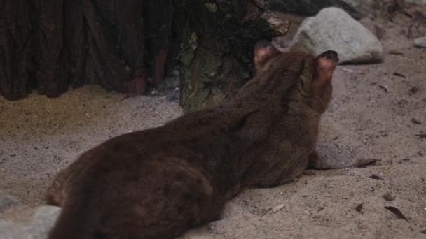 Cat Lies Sand Cat Hunting Cat Keeps Close Eye Prey — Stok video