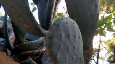 Close-up of a green cactus with needles. The texture of the cactus