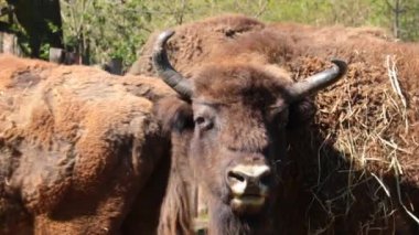 Close-up on a large bison. Bison looks around carefully
