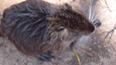 Top view of the nutria. An otter eats the branches of a tree or bush. Wild nature. Habitat. Nutria chews on a stick