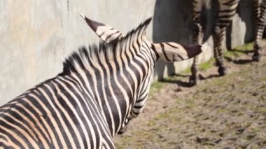 A beautiful zebra eats grass. Herbivore, wild horse