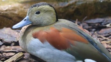 Close-up of a handsome male ringed teal duck. Teal duck
